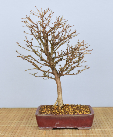 Bonsai Outdoor, Japanische Lärche (Larix kaempferi)